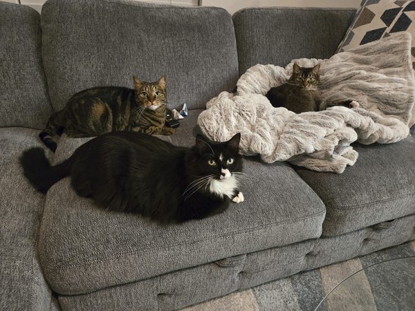 Kari's three cats relaxing on a gray couch